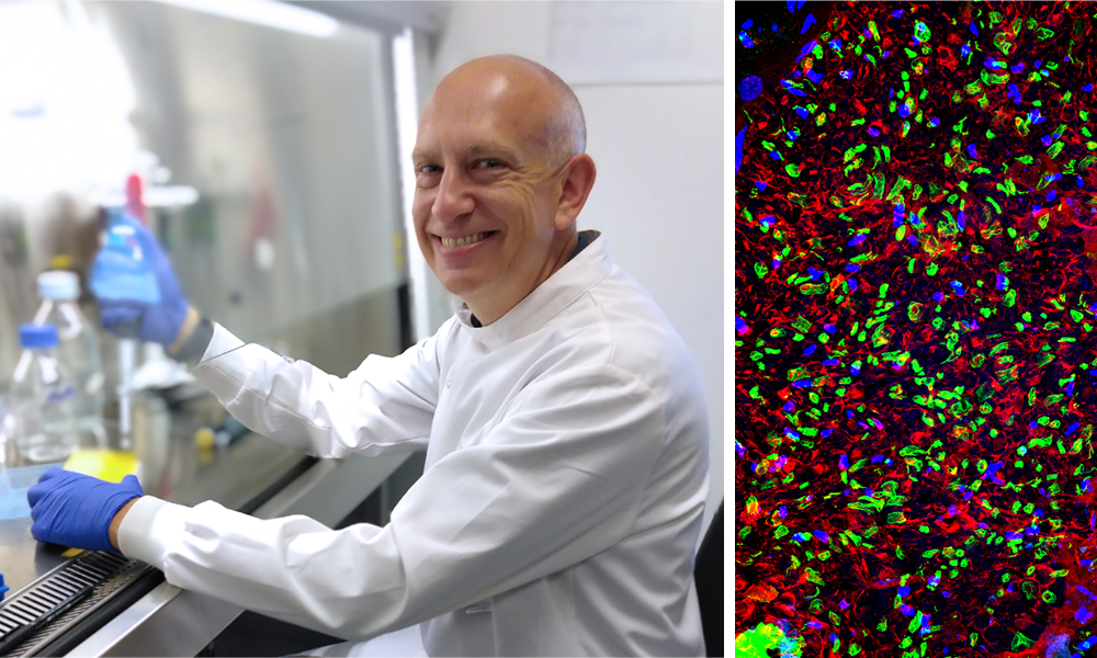 Male scientist working in the lab. On the right side, cross section of a nerve observed with a fluorescent microscope