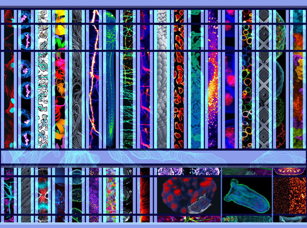 Colourful vertical panels each show different microscopic images possible with the high-tech tools in EMBL's Imaging Centre