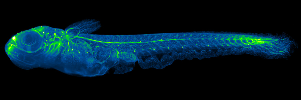 SPIM image of fish that appears as blue with a skeleton and other elements highlighted in fluorescent green. 