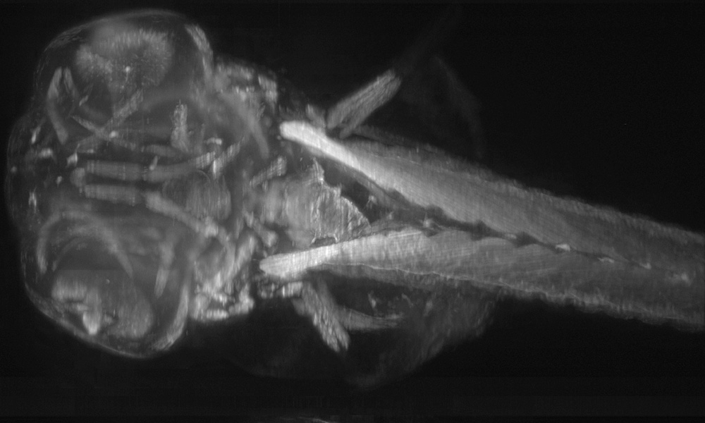 black and white image of medaka fish that looks like a very, very detailed X-ray