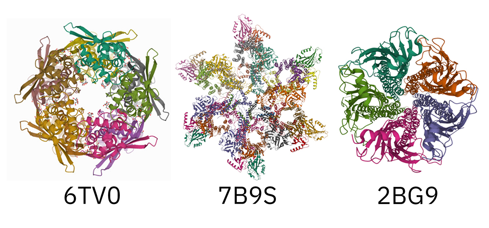 Protein structure