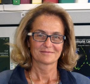 Sandra Citi