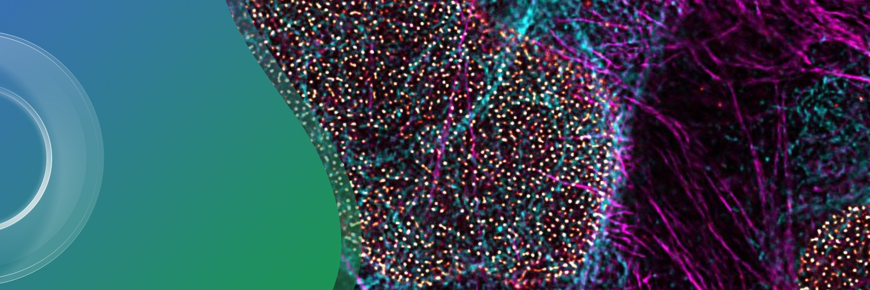Sted Raptis Time-resolved STED nanoscopy in life sciences – Course and Conference ...