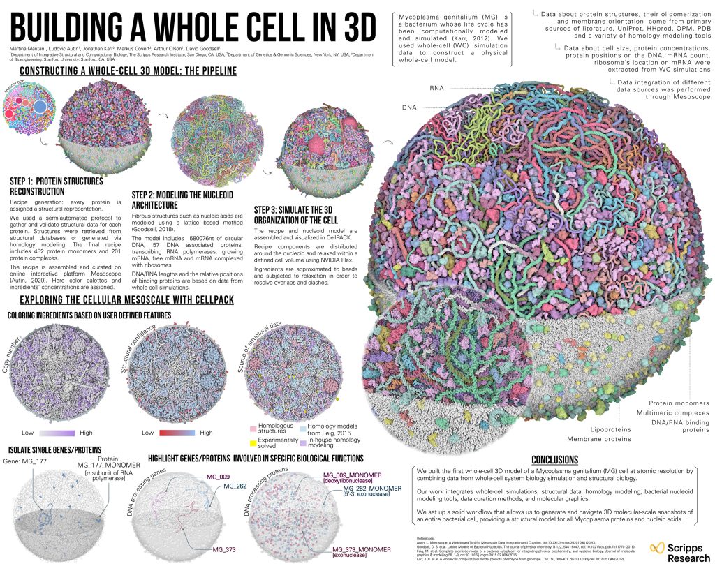 Building a whole cell in 3D