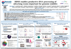 Poster RBMX enables productive RNA processing of ultra-long exons important for genome stability