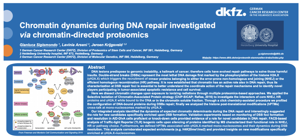 Chromatin dynamics during DNA repair investigated via chromatin-directed proteomics