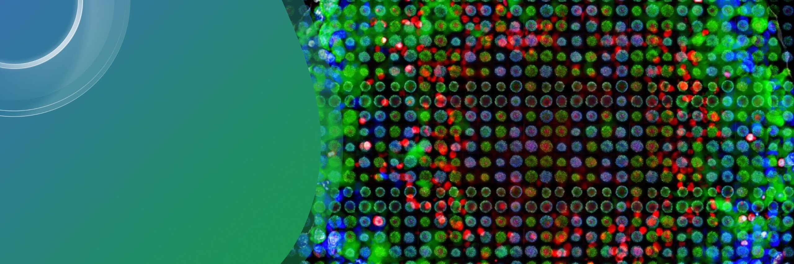 EMBO Practical Course: Microfluidic chip fabrication and organoid systems logo