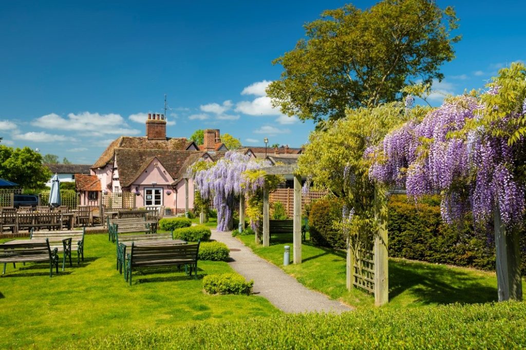 This picture shows an english pub garden with wisteria plants in full purple bloom
