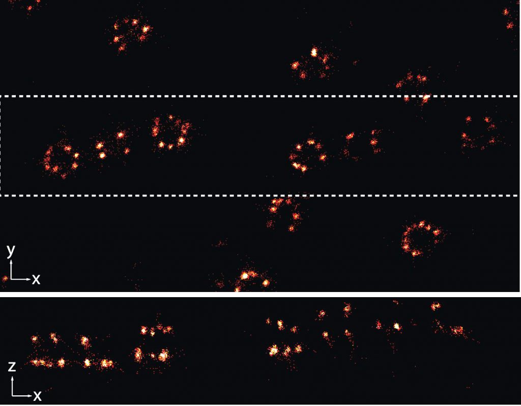 Credit: Sebastian Schnorrenberg/EMBL