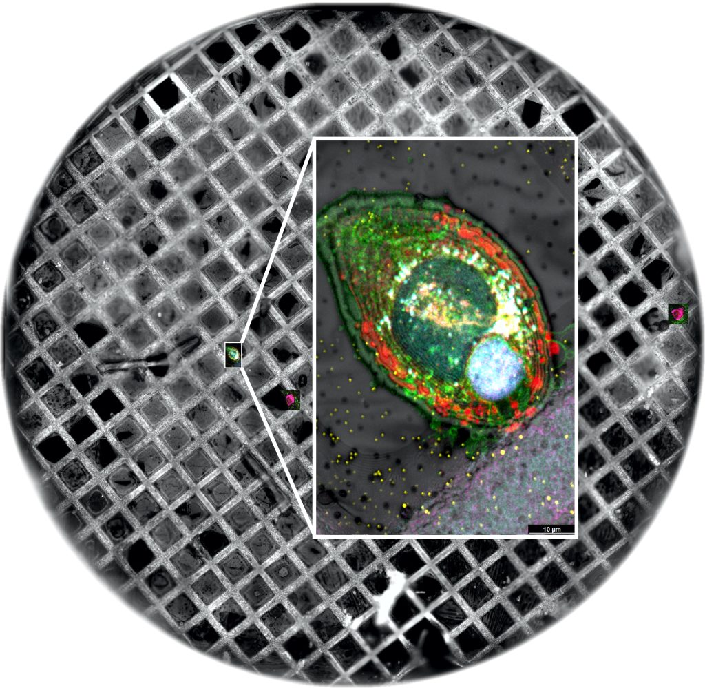 Cryo Confocal Imaging. Credit: Leica Microsystems.