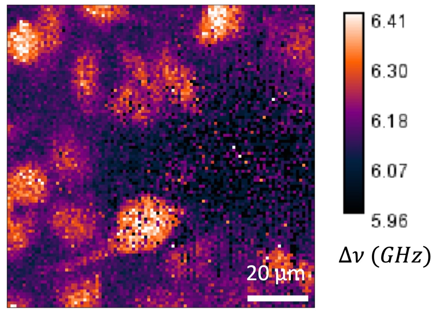 Intravital and Tissue imaging – EMBL Imaging Centre