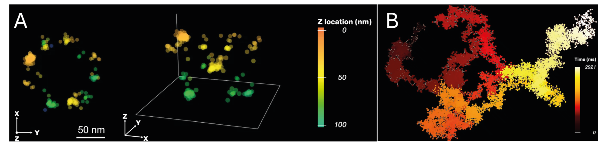 Abberior MINFLUX Workshop: MINFLUX Imaging and Tracking on the ...