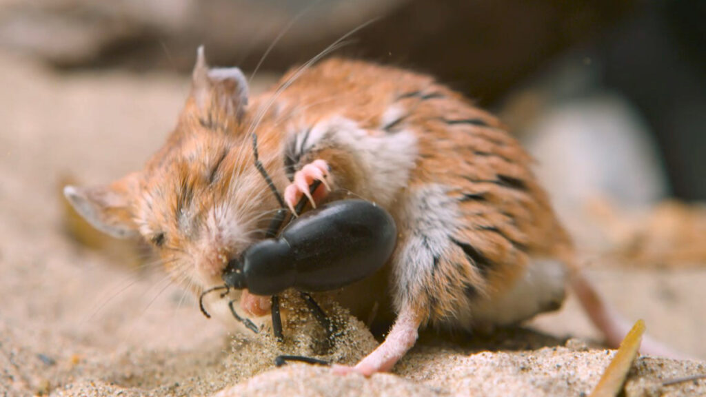 otorridus vs beetle