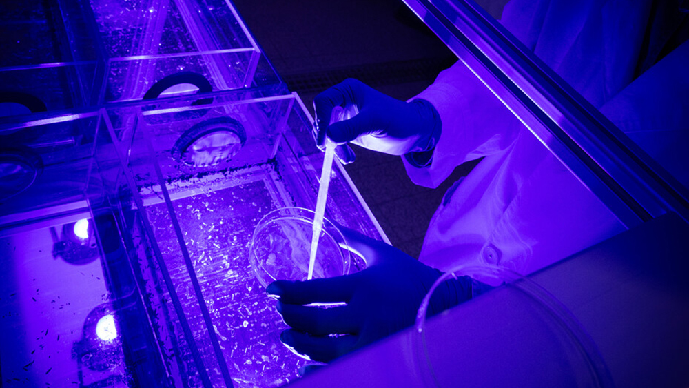 The planarian aquarium in Hahn Vu's lab
