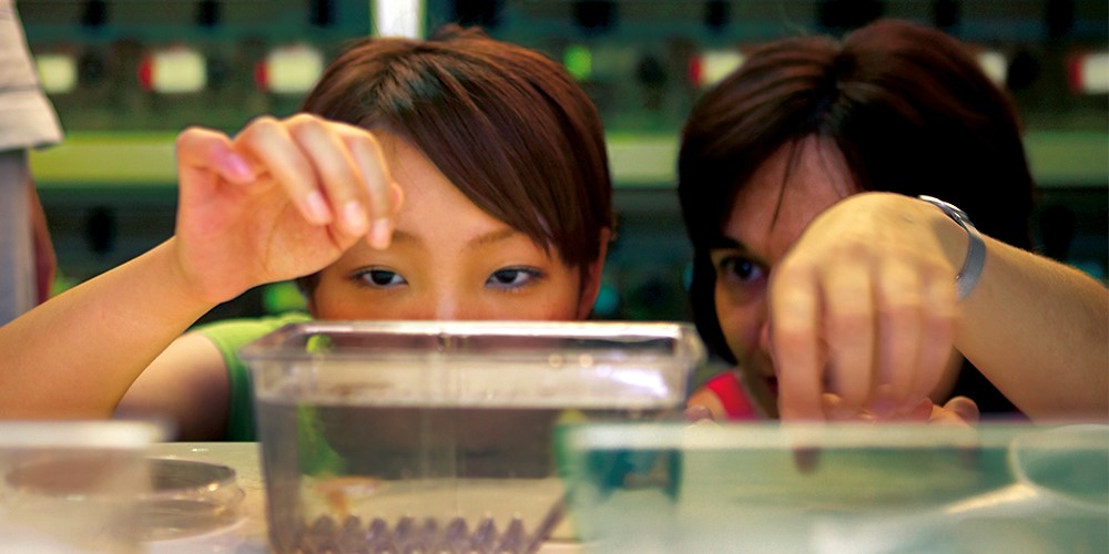 close up of a student and teacher looking together at a gel chamber, hands mid-air