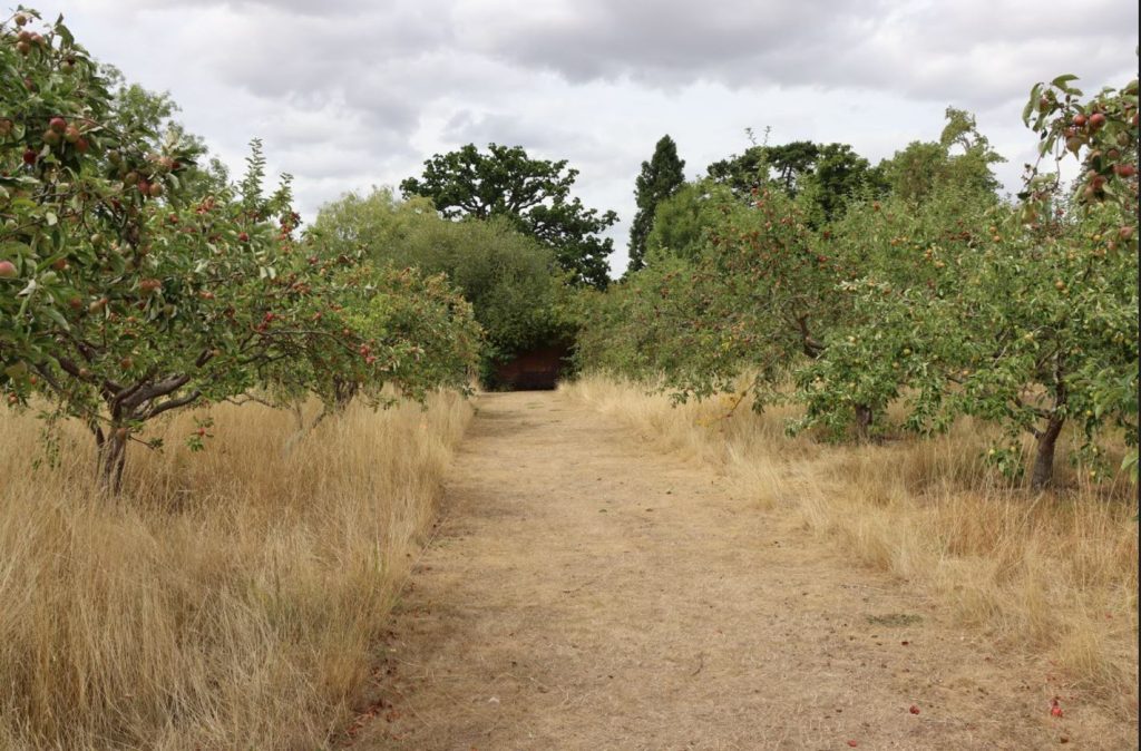 View of the Wellcome Genome Campus orchard - a wide path with apple trees each side leads out of sight behind more trees.