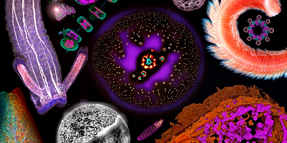 Abstract collage of cells and organisms