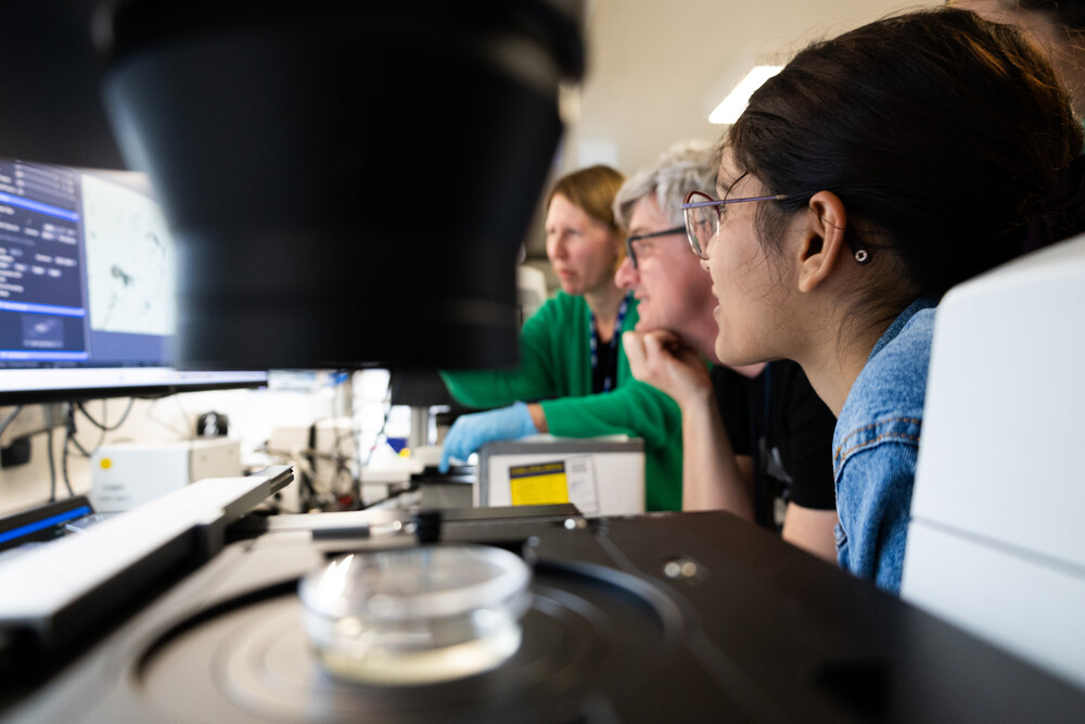 Using light microscopy, the scientists get a first glance at the plankton diversity in their samples. They can also see if the plankton in the sample is actively swimming around - a good sign for alive, healthy and suitable plankton for further research! Mit Hilfe von Lichtmikroskopie erhalten die Wissenschaftler einen ersten Überblick über die Planktonvielfalt in ihren Proben. Sie können auch sehen, ob das Plankton in der Probe aktiv herumschwimmt - ein gutes Zeichen für lebendiges, gesundes und für die weitere Forschung geeignetes Plankton!