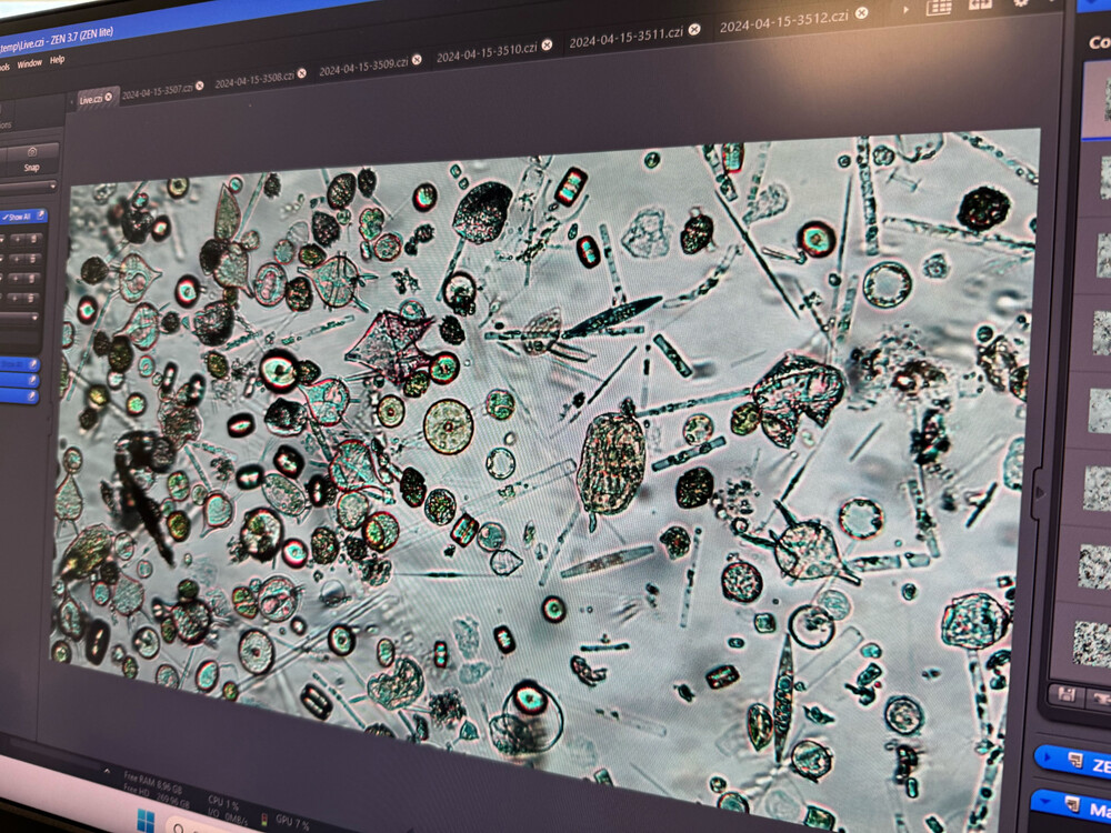 Using light microscopy, the scientists get a first glance at the plankton diversity in their samples. They can also see if the plankton in the sample is actively swimming around - a good sign for alive, healthy and suitable plankton for further research! Mit Hilfe von Lichtmikroskopie erhalten die Wissenschaftler einen ersten Überblick über die Planktonvielfalt in ihren Proben. Sie können auch sehen, ob das Plankton in der Probe aktiv herumschwimmt - ein gutes Zeichen für lebendiges, gesundes und für die weitere Forschung geeignetes Plankton!