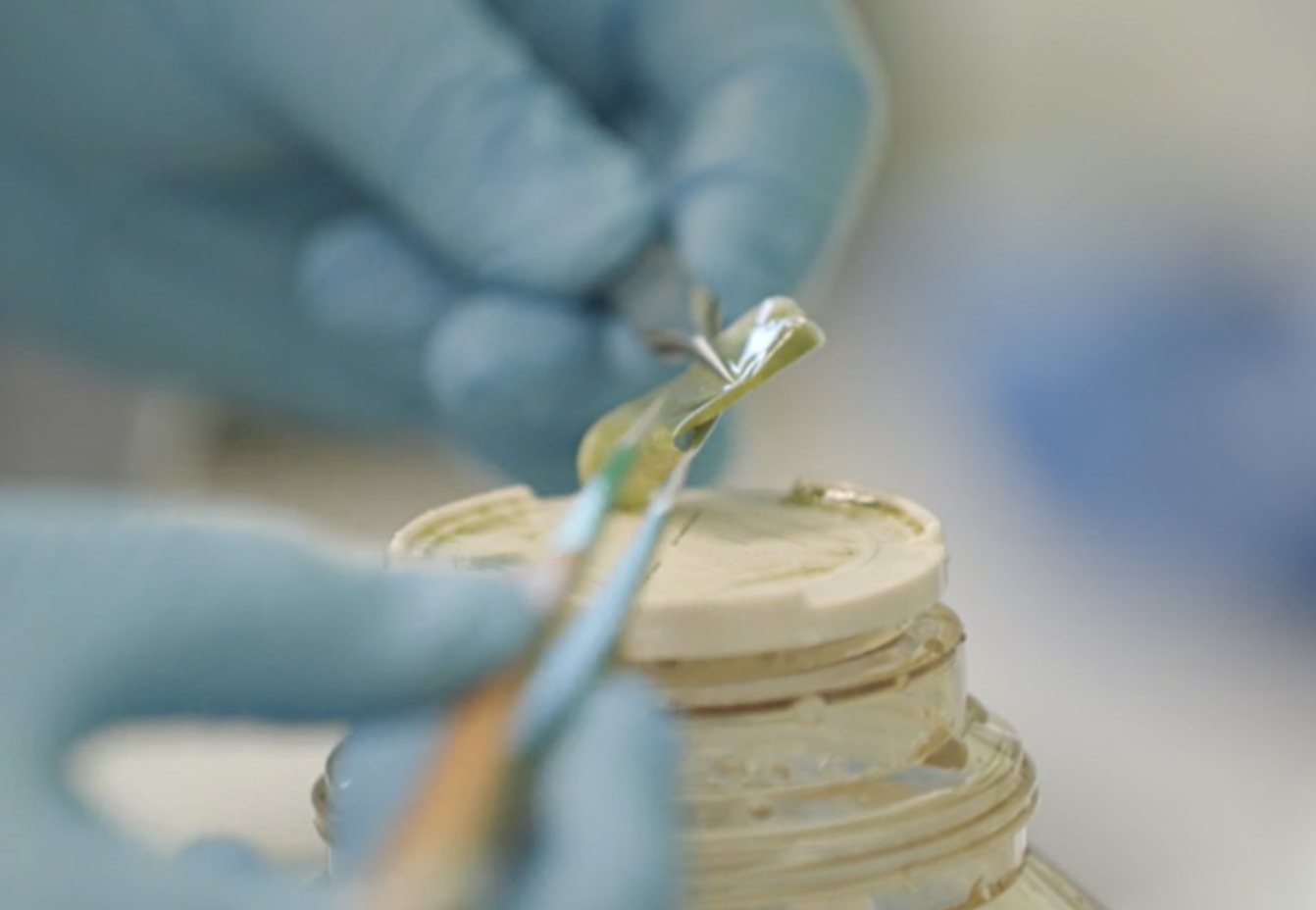 To get deeper insights into the different types of microplankton present, the sample is sequenced to assess the plankton population diversity. This method allows the determination of the exact sequence of the genome(s) and therefore the identification and discrimination of different organisms in a sample. To prepare the plankton samples for sequencing, they are filtered again through a filter. This time, all the water is sucked away, leaving only the plankton stuck on the filter paper. This filter is then frozen and stored until the sequencing takes place. Um tiefere Einblicke in die verschiedenen Arten von Mikroplankton zu erhalten, wird die Probe sequenziert, um die Vielfalt der Planktonpopulation zu bestimmen. Diese Methode ermöglicht die Bestimmung der genauen Sequenz des Genoms/der Genome und damit die Identifizierung und Unterscheidung der verschiedenen Organismen in einer Probe. Um die Planktonproben für die Sequenzierung vorzubereiten, werden sie erneut durch einen Filter gefiltert. Diesmal wird das gesamte Wasser abgesaugt, so dass nur das Plankton auf dem Filterpapier haften bleibt. Dieser Filter wird dann eingefroren und bis zur Sequenzierung gelagert.