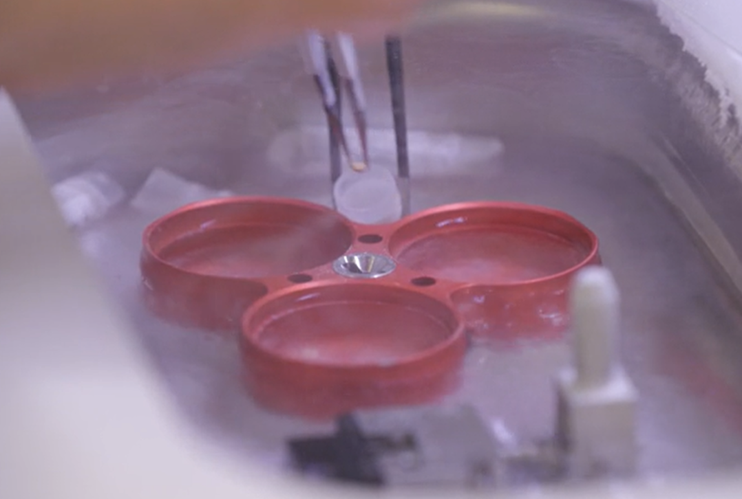 For long-term storage, samples are frozen and stored in liquid nitrogen. It has a temperature of around -196°C which freezes the sample “in time” ensuring that it does not change too much over time. These samples are stable for years and can be used again for future research questions. Für die Langzeitlagerung werden die Proben eingefroren und in flüssigem Stickstoff gelagert. Durch die Temperatur von etwa -196 °C wird die Probe „in der Zeit“ eingefroren, so dass sie sich im Laufe der Zeit nicht allzu sehr verändert. Diese Proben sind über Jahre hinweg stabil und können für künftige Forschungsfragen wiederverwendet werden.