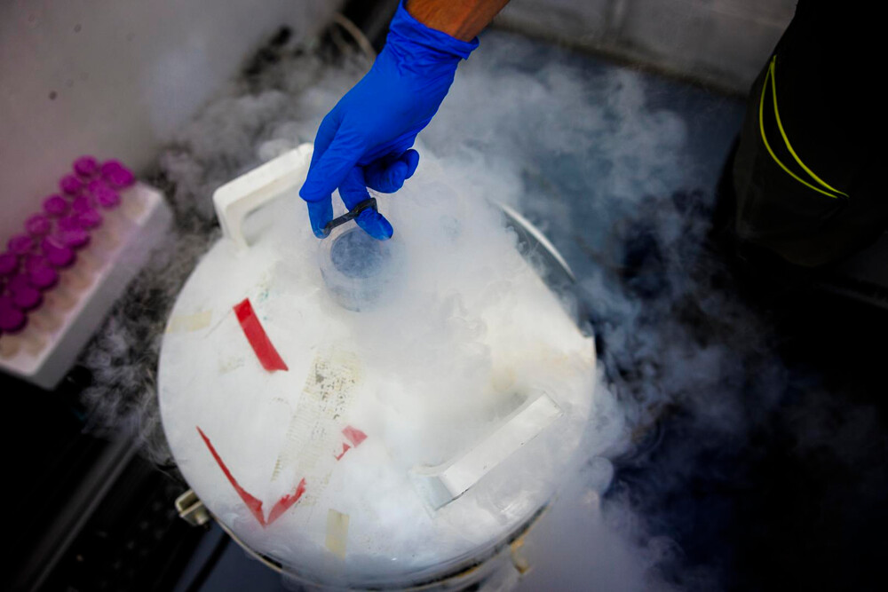 For long-term storage, samples are frozen and stored in liquid nitrogen. It has a temperature of around -196°C which freezes the sample “in time” ensuring that it does not change too much over time. These samples are stable for years and can be used again for future research questions. Für die Langzeitlagerung werden die Proben eingefroren und in flüssigem Stickstoff gelagert. Durch die Temperatur von etwa -196 °C wird die Probe „in der Zeit“ eingefroren, so dass sie sich im Laufe der Zeit nicht allzu sehr verändert. Diese Proben sind über Jahre hinweg stabil und können für künftige Forschungsfragen wiederverwendet werden.
