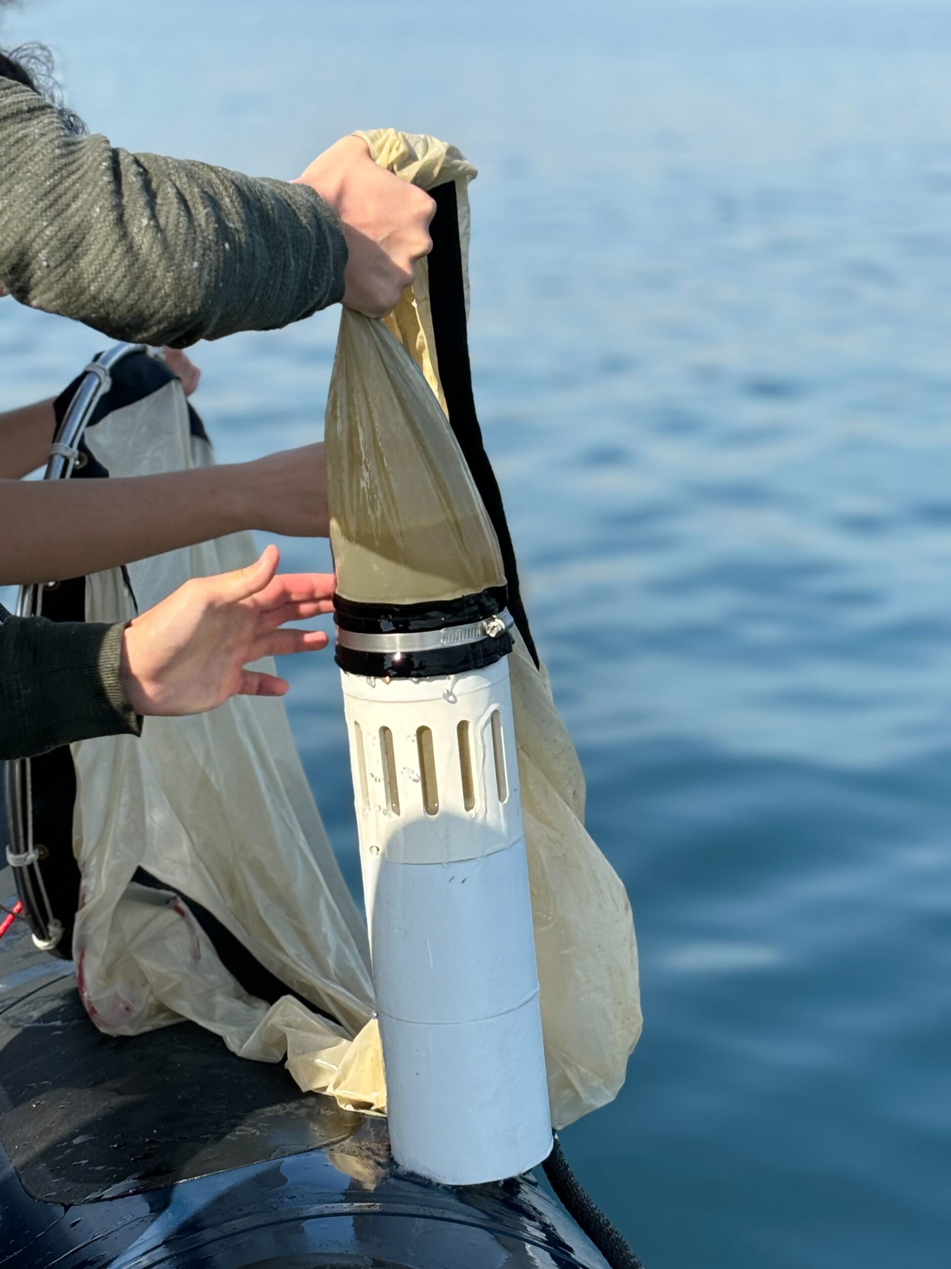 When the net is retrieved to the boat, it has sampled around 1-1.5 L of water containing concentrated microplankton in the plastic container connected to its end. Wenn das Netz zum Boot zurückgeholt wird, befinden sich etwa 1-1,5L Wasser in dem an seinem Ende befestigten Plastikbehälter. Darin befindet sich das konzentrierte Mikroplankton.