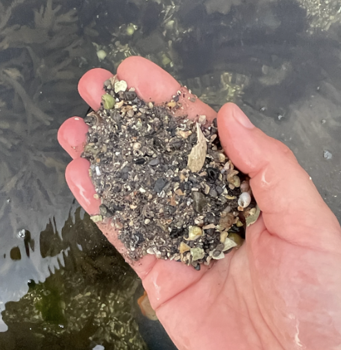 Coarse grain sediment with its large grain sizes is harder to sample with the plastic tube sediment cores. It is often well oxygenated. Grobkörniges Sediment ist durch seine großen Körner schwieriger mit den Plastikrohr-Sedimentkernen zu beproben. Es ist oft gut mit Sauerstoff angereichert.