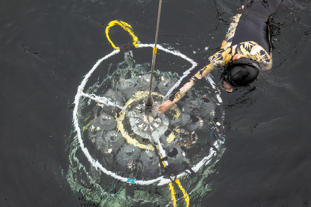 The Niskin bottle is one of the most important parts of the sampling equipment. A Niskin bottle is a tube that can be opened at both ends to collect water. To collect a sample, the bottle is lowered into the water until it reaches the desired depth and then closed by a trigger that can be steered from the surface. By doing so, the scientists make sure that the collected sample does not mix with water from other depths when brought back to the surface. When working on the open ocean, many Niskin bottles are often arranged as a so-called rosette, whereby the CTD is directly attached to it. For shallow water collection, the scientists used individual bottles as they are easier to carry and to lower by hand. Die Niskin-Flasche ist eines der wichtigsten Teile der Ausrüstung für die Entnahme von Wasserproben. Eine Niskin-Flasche ist ein Rohr, das an beiden Enden geöffnet werden kann, um Wasser zu sammeln. Um eine Probe zu entnehmen, wird die Flasche bis zur gewünschten Tiefe ins Wasser gesenkt und dann mit einem von der Oberfläche aus steuerbaren Auslöser verschlossen. So stellen die WissenschaftlerInnen sicher, dass sich die gesammelte Probe nicht mit Wasser aus anderen Tiefen vermischt, wenn sie wieder an die Oberfläche gebracht wird. Bei der Entnahme von Wasserproben auf dem offenen Meer sind oft viele Niskin-Flaschen als sogenannte Rosette angeordnet, an der der CTD-Sensor direkt befestigt ist. Wenn Wasserproben im flachen Wasser gesammelt werden, verwenden WissenschaftlerInnen einzelne Flaschen, da diese leichter zu tragen und von Hand ins Wasser zu tauchen sind.
