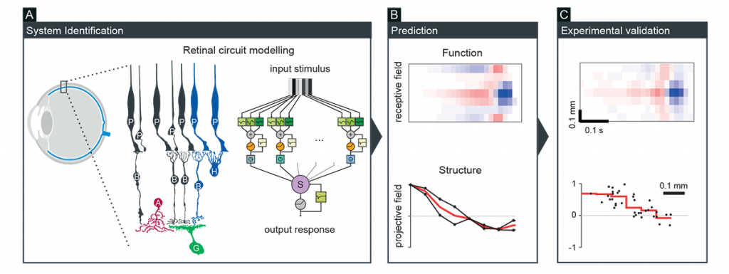 Figure 1: Theory-driven approach for neural circuit characterization, followed by experimental validation.