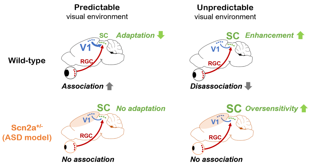 Figure 3: Anomalous visual processing in the early visual system of autism model mice.