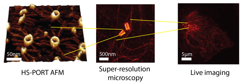 HS-PORT AFM can uncover time resolved nanoscale centriolar protein polymerisation dynamics at the 100 nm scale (left, from Nievergelt et al., 2018). Super-resolution expansion microscopy of centrioles and microtubule networks (middle) provides submicron ultrastructural information. Live microscopy (right) can complement these techniques to quantify mesoscale cellular organisation and whole-cell behaviour.