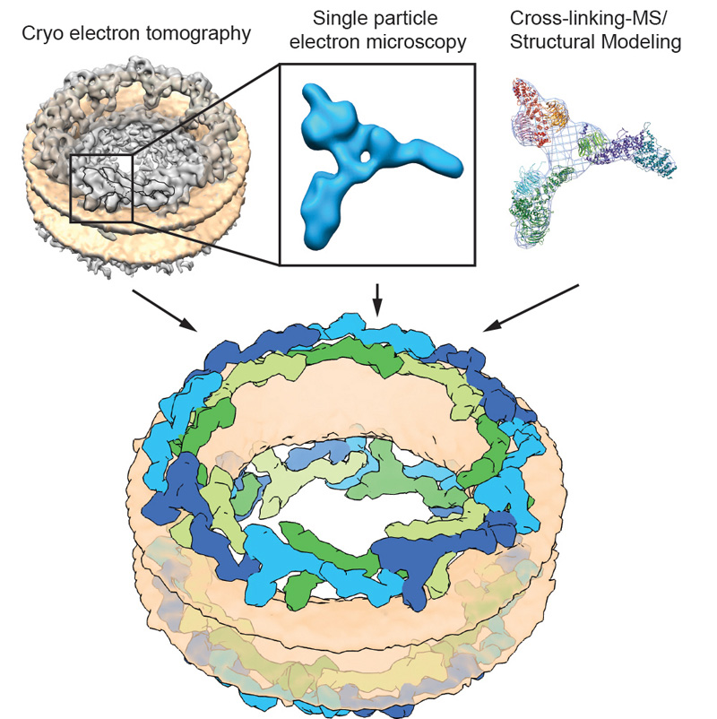 Figure 2: Model of the scaffold arrangement of the human Nuclear Pore Complex revealed by an integrated approach consisting of cryo-electron tomography, single particle EM, cross-linking MS and structural modelling (Bui, von Appen et al., Cell, 2013).