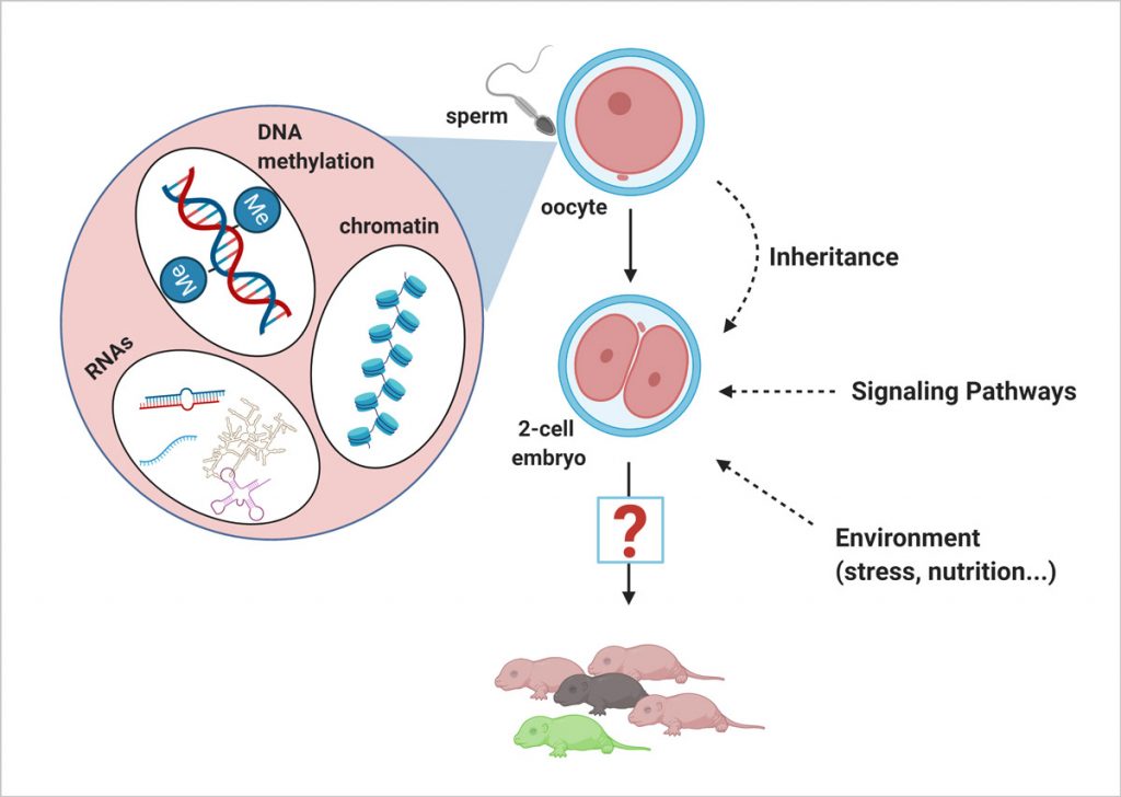 Figure 1: Exogenous and endogenous signals (including epigenetic information in the gametes) can influence early embryonic processes, with the capacity to affect all lineages of the developing animal. (Figure created in BioRender.com).