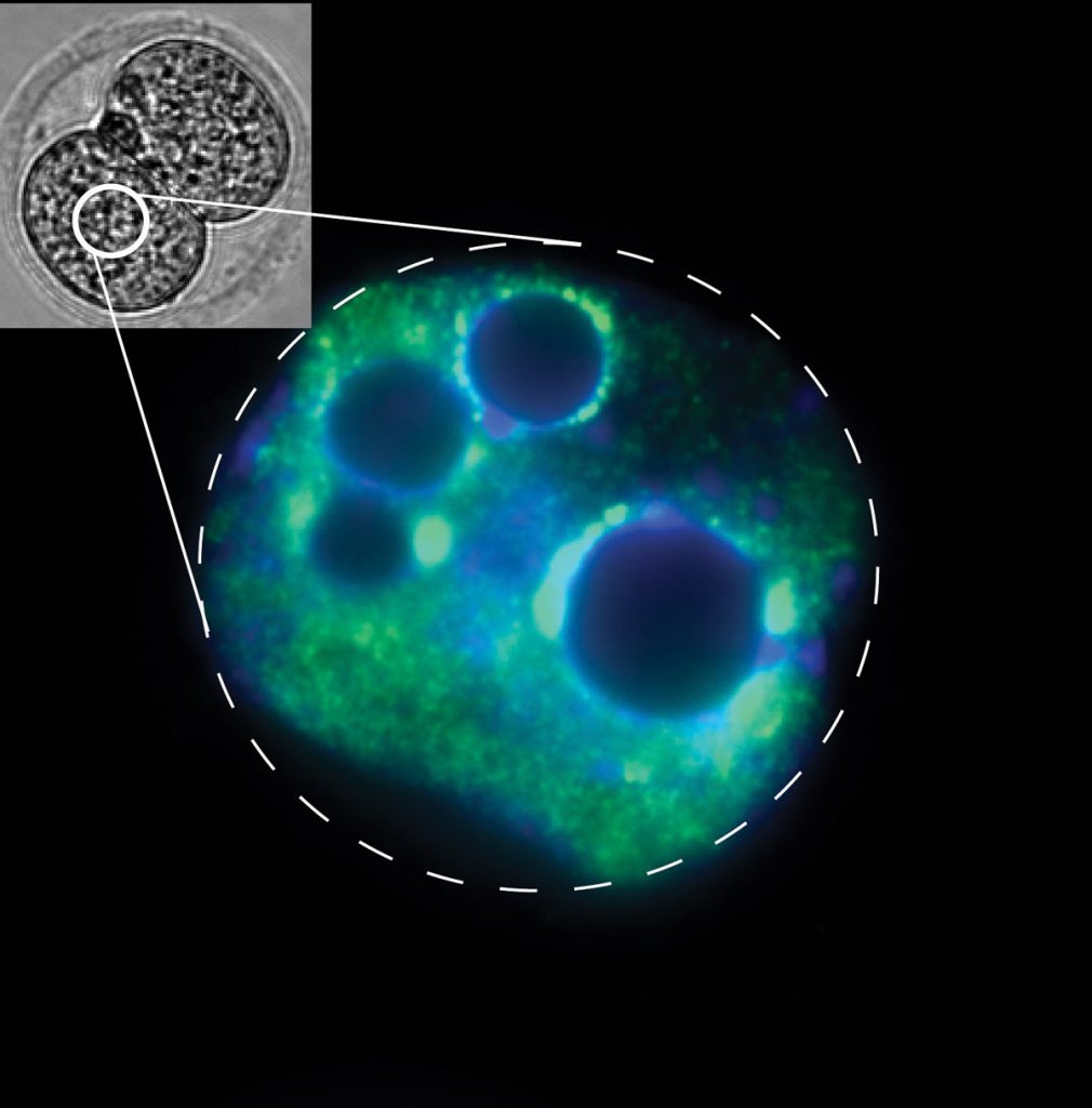Figure 2: Pericentric localisation of hnRNP C foci (green channel) within the nucleus of a two-cell-stage mouse embryo (DNA shown in blue) at the time of embryonic genome activation.