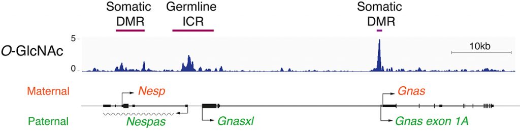 Figure 1: Genome browser view of ChIP-seq data showing that chromatin proteins modified by O-GlcNAc are bound to the imprinted control regions (ICR) and to the differentially methylated regions (DMR) controlling gene expression of the Gnas imprinted cluster.