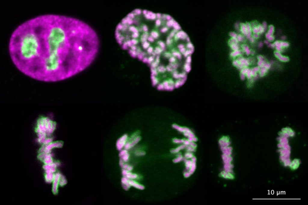 Live-cell imaging of Ki-67 (green) during the cell cycle reveals its re-localisation from nucleoli to the surface of mitotic chromosomes (magenta).