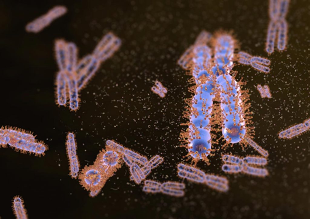 Figure 2: Model of Ki-67 function. Ki-67 (orange) forms brush-like structures on the surface of mitotic chromosomes to facilitate their spatial separation during cell division. (IMBA/IMP graphics department)