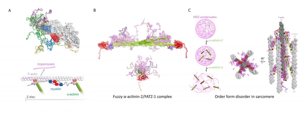 illustration showing protein structures