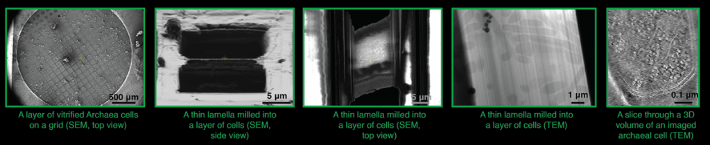 Figure 1: Top-down approach provides structural information on cellular components in near-native state (thin samples suitable for imaging are produced by focused ion beam milling of cells under cryogenic conditions).