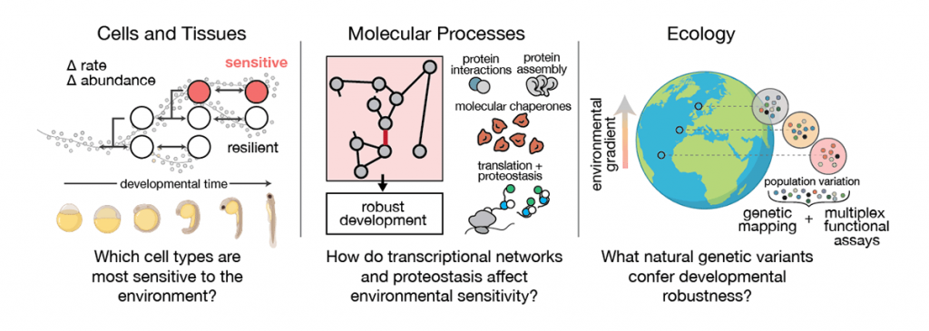 Figure 1: Integrating the effects of the environment at multiple scales to identify mechanisms of developmental robustness.