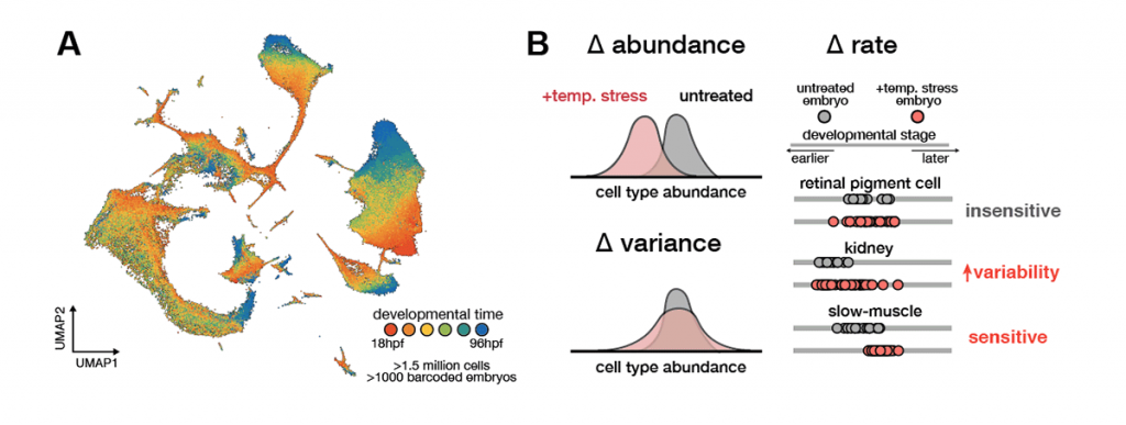 Figure 2: Multiscale phenotyping with single-cell genomics to identify environmentally sensitive developmental processes.