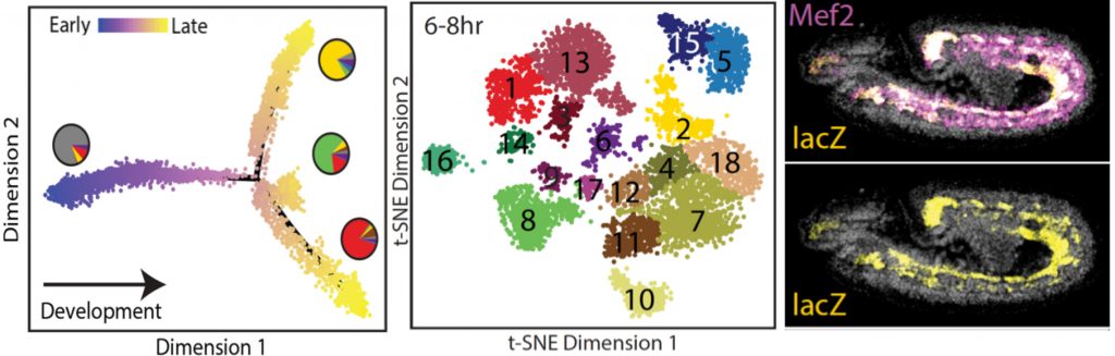 Figure 2: Using single-cell measurements of open chromatin (sciATAC-seq), we could order cells along developmental trajectories (left), predict single cell identities (middle), and tissue specific enhancers (right) (Cusanovich et al., Nature 2018). Collaboration with Jay Shendure’s lab.