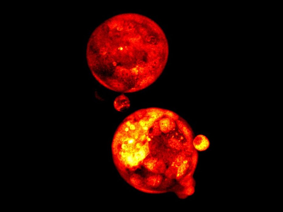 image of blastocysts
