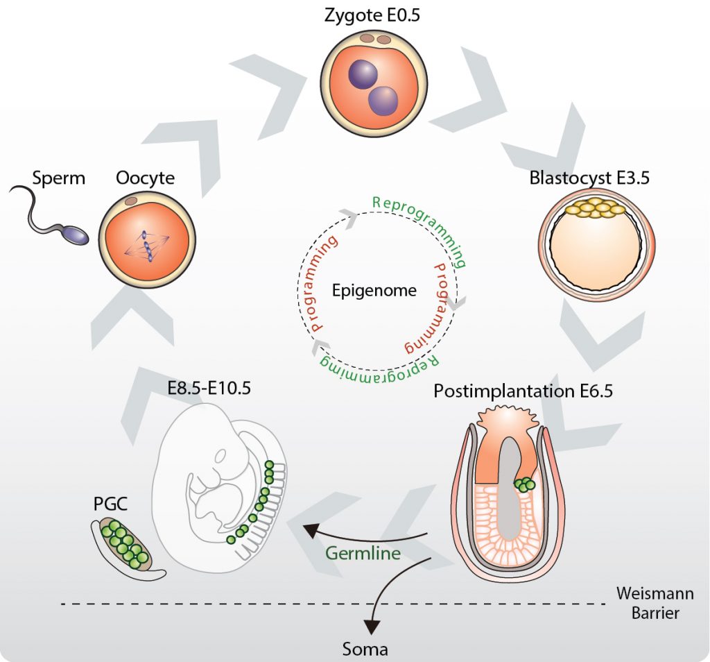 Figure 1: The germline cycle links successive generations by transmitting genetic and epigenetic information.