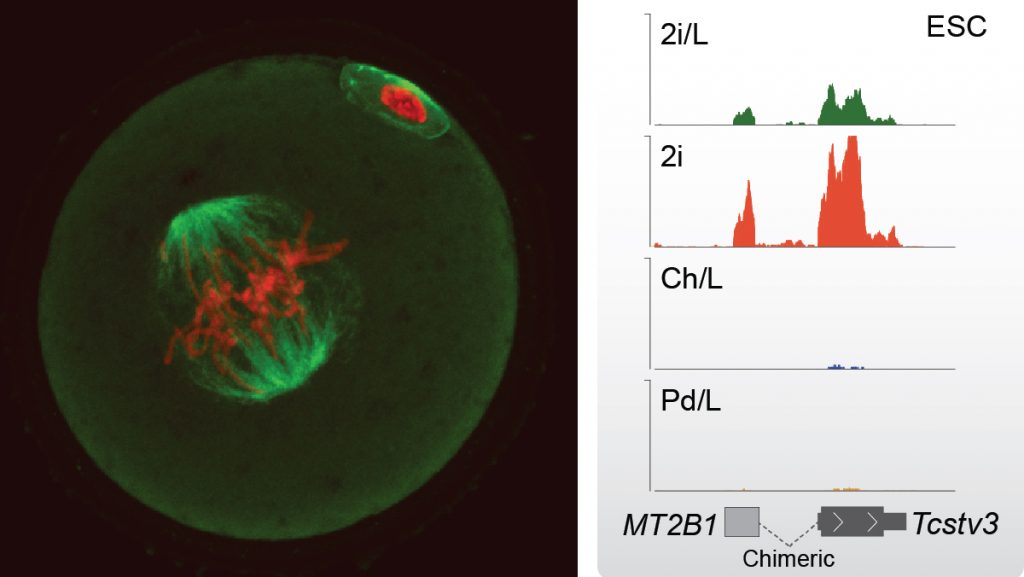 Figure 2: (Left) The first division of a totipotent zygote, which marks the beginning of the germline cycle. (Right) RNA-seq genome tracks showing how retrotransposon activation can influence nearby gene expression in ESC. The epigenomic state of retrotransposons is susceptible to epigenetic inheritance.