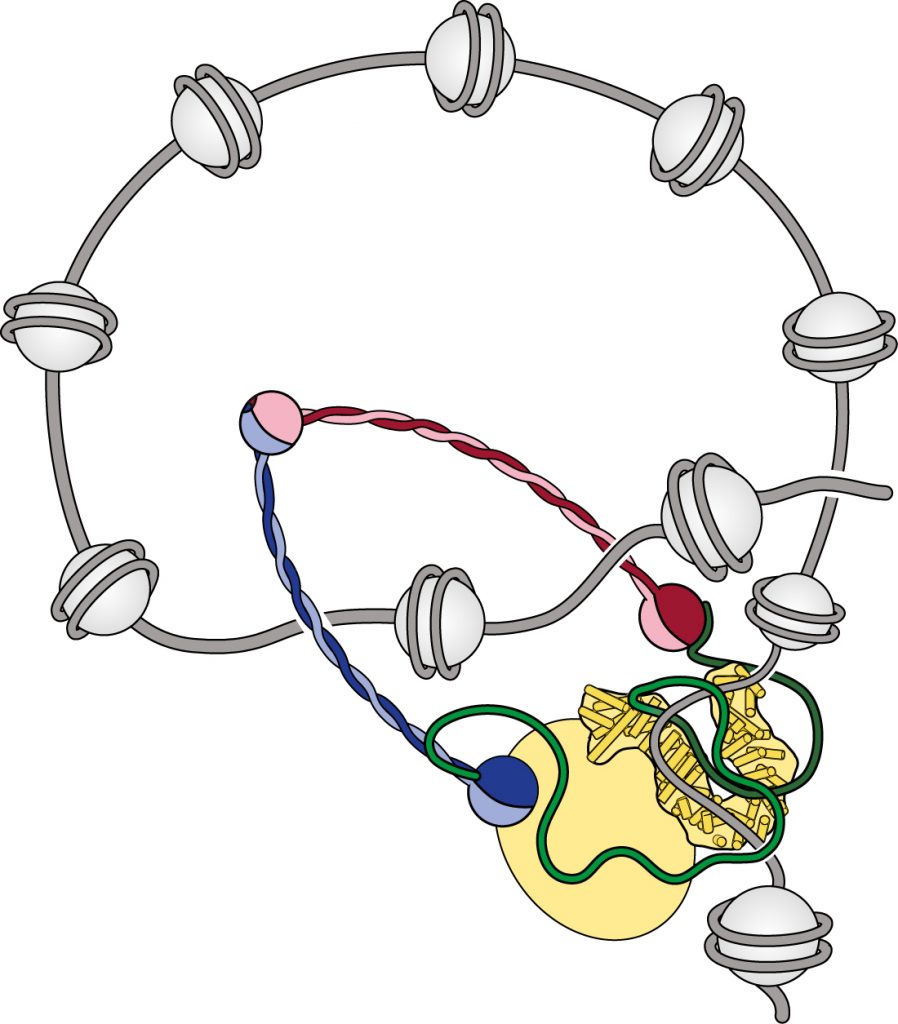 Figure 1: Model for the organisation of chromatin fibers into large loop by condensin complexes.