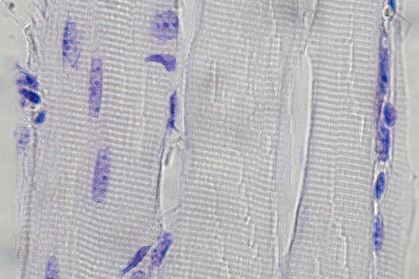 Multiple nuclei of myofibers stained with thionin.