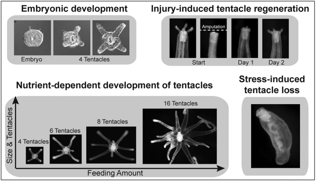 Embryonic development and plasticity of Nematostella tentacles in response to diverse environmental cues. During embryonic development, the tentacles initially form as a group of four tubes in defined positions, and then sequentially branch out in a nutrient-dependent manner. Under challenging conditions, Nematostella can regenerate its tentacles after amputation as well as lose them in response to stress.