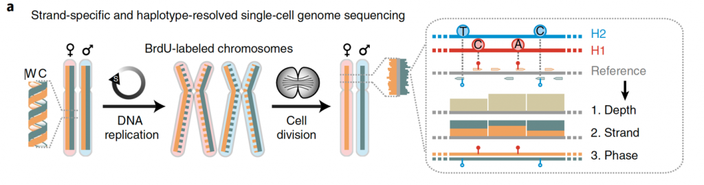 Figure 1: scTRIP (for single-cell tri-channel processing) leverages strand-specific sequencing (Strand-seq) to computationally integrate read depth, DNA strand and haplotype-phase, in order to enable the scalable discovery of SVs in single cells, including copy-number variations, inversions, translocations and complex DNA rearrangements such as chromothripsis events (Sanders et al., Nat Biotechnol 2020).